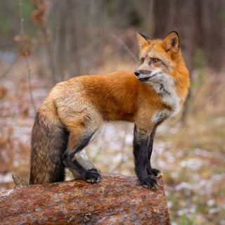 Логотип @dompushistih - Дом Пушистых