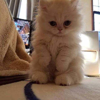 Логотип @donatik_poloo2 - ❤️Поддержка с криптой Poloo2