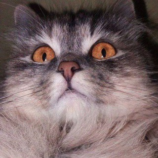 Логотип @donbass24 - Елена MSR