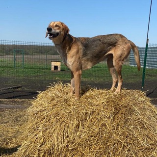 Логотип @donetsk_animals - Приют Эвакуированных Лап