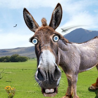 Логотип @donkeysidepoch - DonkeySidePoch