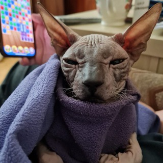 Логотип @donskoysphinx_krd - Донской Сфинкс Бастет 🐈‍⬛