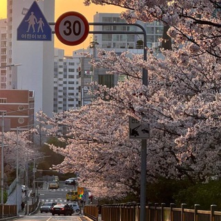 Логотип @doramru - – ᴋᴏʀᴇᴀ –