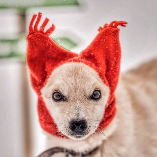 Логотип @dorogakdomu38 - Дорога к дому🐾