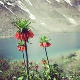 Логотип @doroudihaa - گروه دورودیها