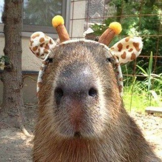 Логотип @dorramli - Дорамли | Капибары о дорамах