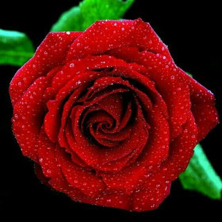 Логотип @dostlarbilansuhbat - DÕSTLAR BILAN SUHBAT