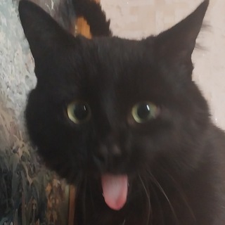 Логотип @dotastepana - Dota Степана