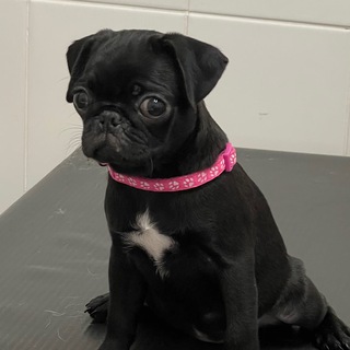 Логотип @doubleprtration - деликатная настойчивость