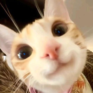 Логотип @dowikkk - 𝒜𝓂𝒹𝑜𝓌𝒾𝓀