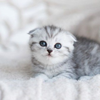 Логотип @drab_cat_meow - Серый кот внимает