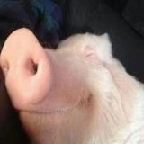 Логотип @dragon_many - Драгон Мани ️️DRAGON MONEY