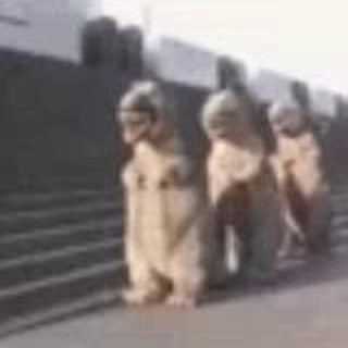 Логотип @dragonsofbraiding - Драконы Брейдинга