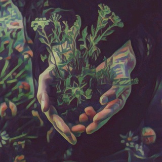 Логотип @dramafreeroom - Дикие травы души 🌱