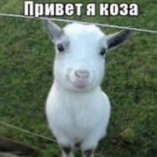 Логотип @draxhqs - викаграм