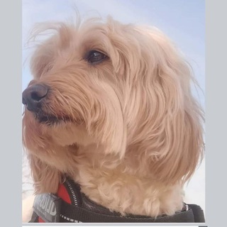 Логотип @drdivergingsphere - Marja Man§jone