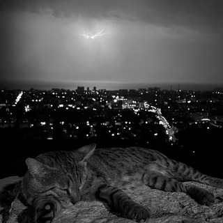 Логотип @drenmx - идеи от твейси