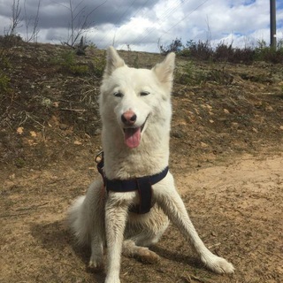Логотип @dresirovkasloves - dog_blog🐕 Кинология 🐾 Обсуждения