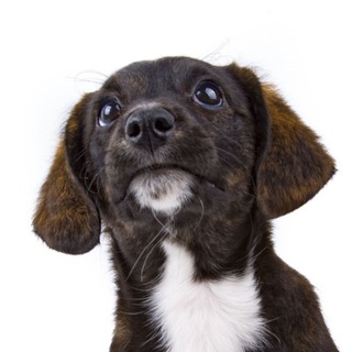 Логотип @dressirovka_sobak - Заметки Кинолога