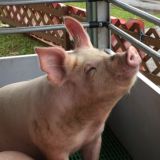 Логотип @drkadzija1975 - dr.kadzija1975