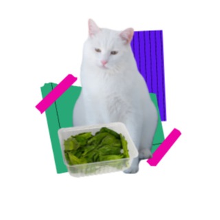 Логотип @drkonobeitsev - Доктор Олег и борборигмы