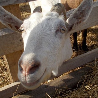 Логотип @drozdyfarm - Пупсики лапупсики