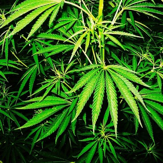 Логотип @drugs_chat228 - 🍃Drugs_Chat🍃