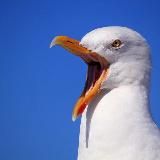 Логотип @drunkseagul - drunkseagul