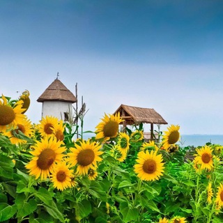 Логотип @ds219krasnodar - ☀️ Детский сад 219 ☀️