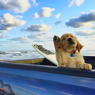 Логотип @dshvnoe - ོ душевное