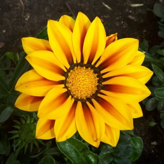 ДСО 31 Цветы Старый Оскол