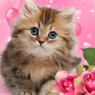 Логотип @dssahs - Dsahs