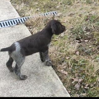 Логотип @dtathaar - Дратхаар Джесси