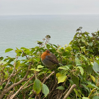 Логотип @dublinsk - Дублинск 🍀 Ирландия