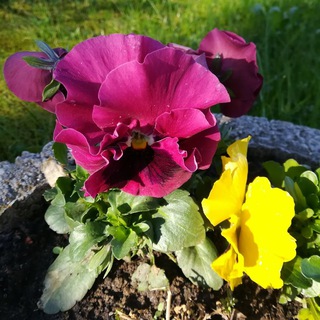 Логотип @dubravkalebensreiseallumfasend - DUBRAVKA - Lebens Reise ALLUmfaßend💕 🍀🌼