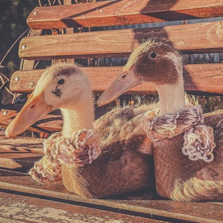 Логотип @duckstoriessv - Утиные истории