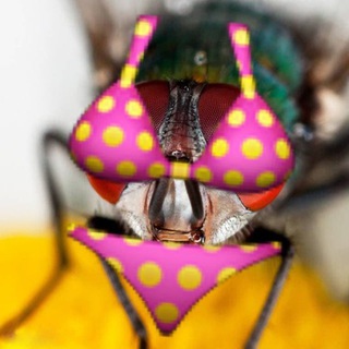 Логотип @dudepantsdiscus - В трусах у Дудя