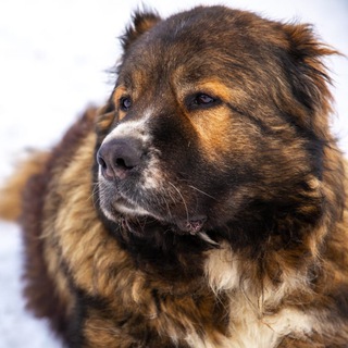 Логотип @dudusikdog - Dudusik Dog