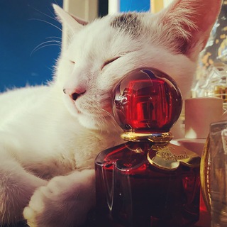 Логотип @duhi_i_tri_kota - Духи и три кота