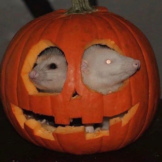 Логотип @dumpsterfirememes - 🏳️‍🌈(18+) dumpster fire memes 🏳️‍⚧️