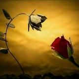 Логотип @dunnyaamsen_01 - Yuragimdagi_dardlarim😔🥀🍂