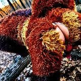 Логотип @duplobelkitut - дупло Белки