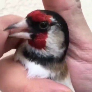 Логотип @duragayidodasi1 - 🥇ДУРАГАЙИ.ДОДАСИ🥇2026