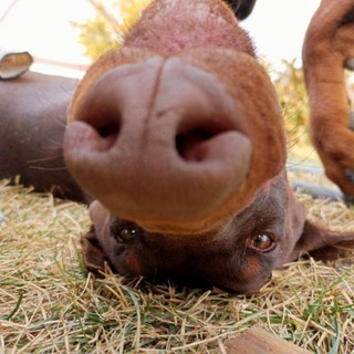 Логотип @durca4 - ДУРКА 👽