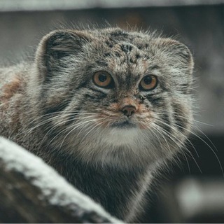 Логотип @durvishop - дурви