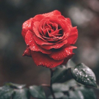 Логотип @dusha_mp3 - x.a.l.l.i.v.u.d.o1