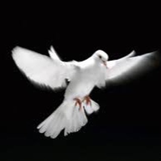 Логотип @dushatvoya - Твоя Душа