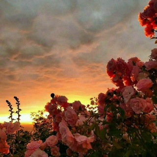 Логотип @dushevn1yee - 𝘿𝙪𝙨𝙝𝙖_𝙢𝙞𝙧🌙