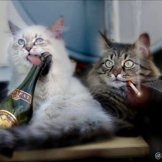 Логотип @dushevnyi_umor - Душевный юмор