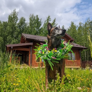 Логотип @dushevnyipes - Душевный пëс (Воспитание, дрессировка, натуральное лакомство для тренировок и передержка собак)